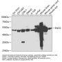 ENO2 Antibody