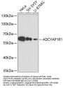 ADCYAP1R1 Antibody