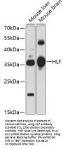 HLF Antibody