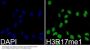 MonoMethyl-Histone H3-R17 pAb