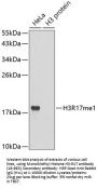 MonoMethyl-Histone H3-R17 pAb