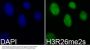 Symmetric DiMethyl-Histone H3-R26 pAb