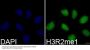 MonoMethyl-Histone H3-R2 pAb