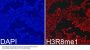 MonoMethyl-Histone H3-R8 pAb