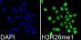 MonoMethyl-Histone H3-R26 pAb