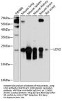 LCN2 Antibody