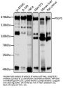PELP1 Antibody