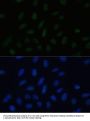 PELP1 Antibody