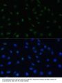 PELP1 Antibody