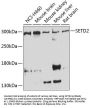 SETD2 Antibody
