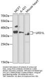 UFD1L Antibody