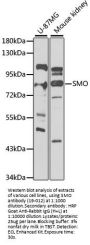 SMO Antibody