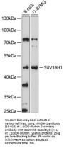 SUV39H1 Antibody
