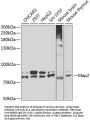Map2 Antibody