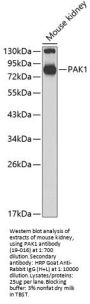 PAK1 Antibody