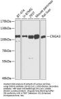 CNGA3 Antibody