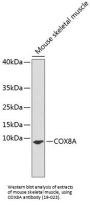 COX8A Antibody