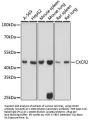 CXCR2 Antibody