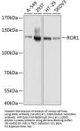 ROR1 Antibody