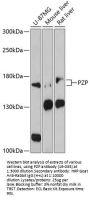 PZP Antibody