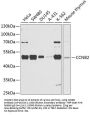 CCNB2 Antibody
