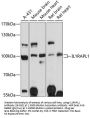 IL1RAPL1 Antibody
