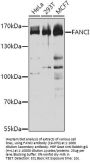 FANCI Antibody