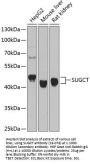 SUGCT Antibody