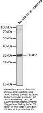 THAP2 Antibody