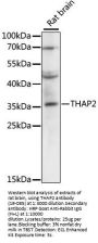 THAP2 Antibody