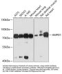 AMPD1 Antibody