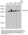 ARHGAP5 Antibody
