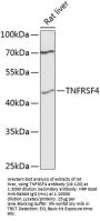 TNFRSF4 Antibody