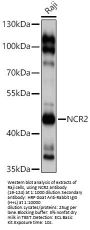 NCR2 Antibody