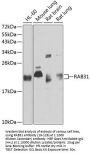 RAB31 Antibody