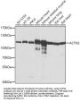 ACTN2 Antibody