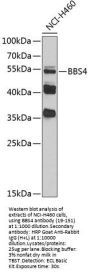 BBS4 Antibody