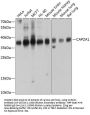 CAPZA1 Antibody