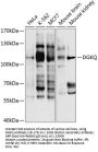 DGKQ Antibody