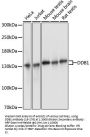 DDB1 Antibody