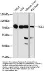 FGL1 Antibody