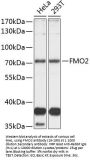 FMO2 Antibody