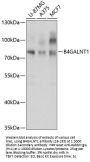 B4GALNT1 Antibody