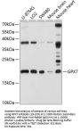 GPX7 Antibody