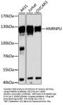 HNRNPU Antibody