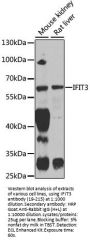 IFIT3 Antibody