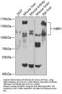 NBR1 Antibody