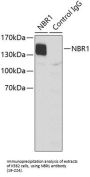 NBR1 Antibody