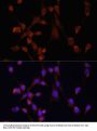 MOV10 Antibody