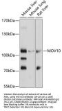 MOV10 Antibody